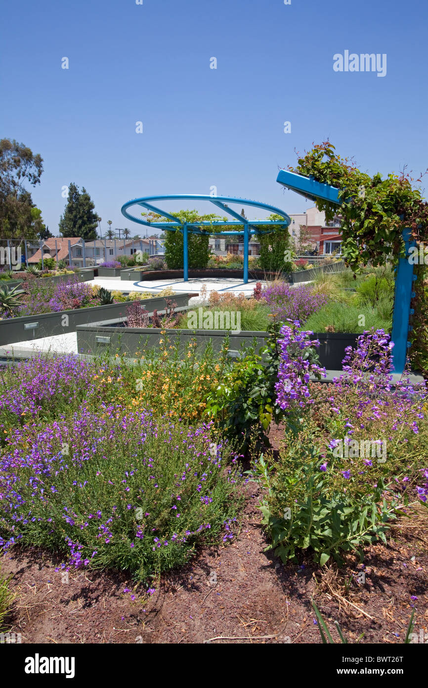 Jardin de toit vert tolérant la sécheresse. Le Conseil de quartier 9 Quartier Hôtel de ville dans le centre-sud de Los Angeles Banque D'Images