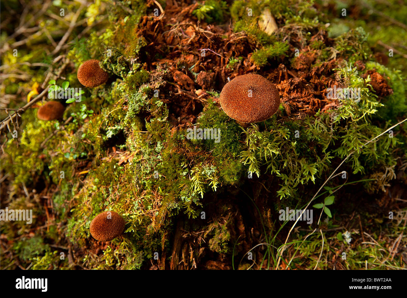 Les champignons et la Mousse poussant sur le sol forestier, Blagden Préserver, Indian Point, Maine, USA Banque D'Images
