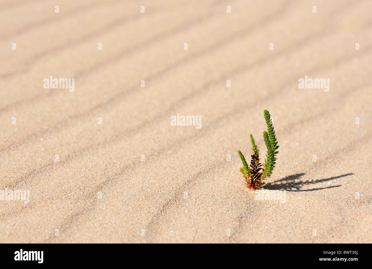 Image symbolique de la vie dans le désert, Grand Jaune Restharrow (Ononis natrix) dans les Dunes de Corralejo Parc national Banque D'Images
