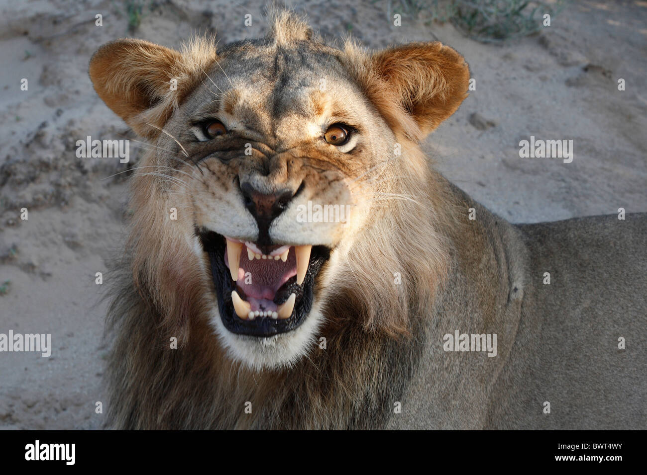 Loewe lion Panthera leo Banque D'Images