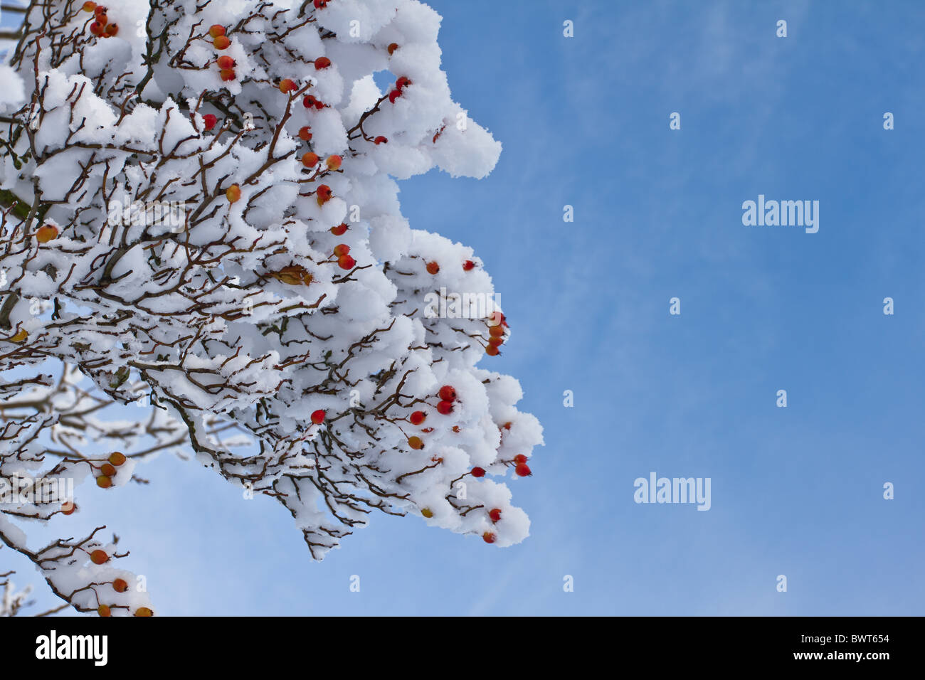 D'hiver pittoresque de pittoresque d'épaisseur couvrant de neige et rouge vibrant baies d'hiver. Banque D'Images