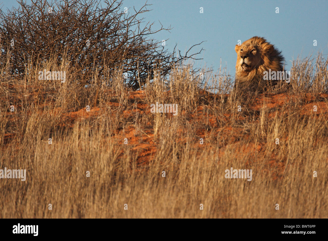 Loewe lion Panthera leo Banque D'Images