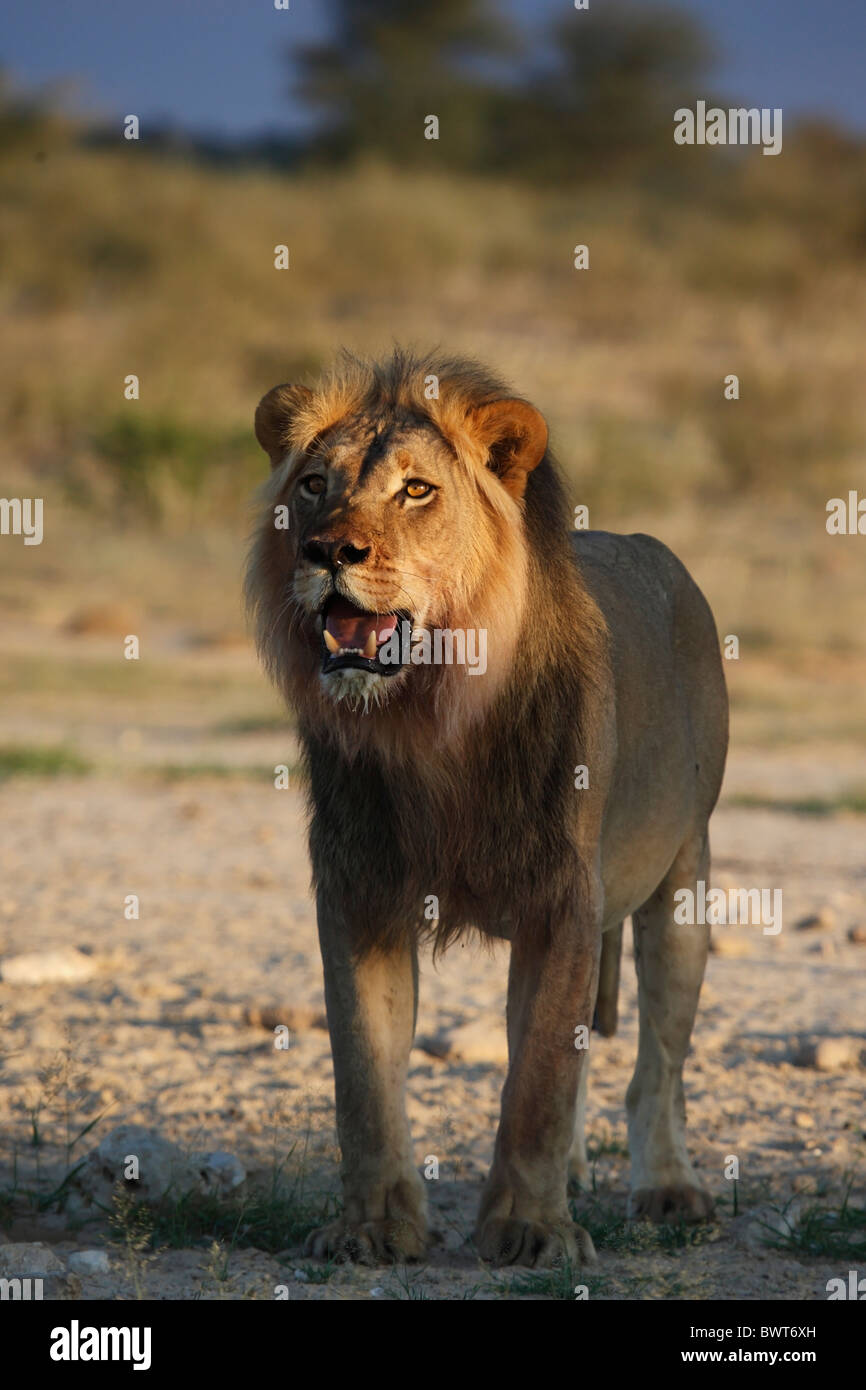 Loewe lion Panthera leo Banque D'Images