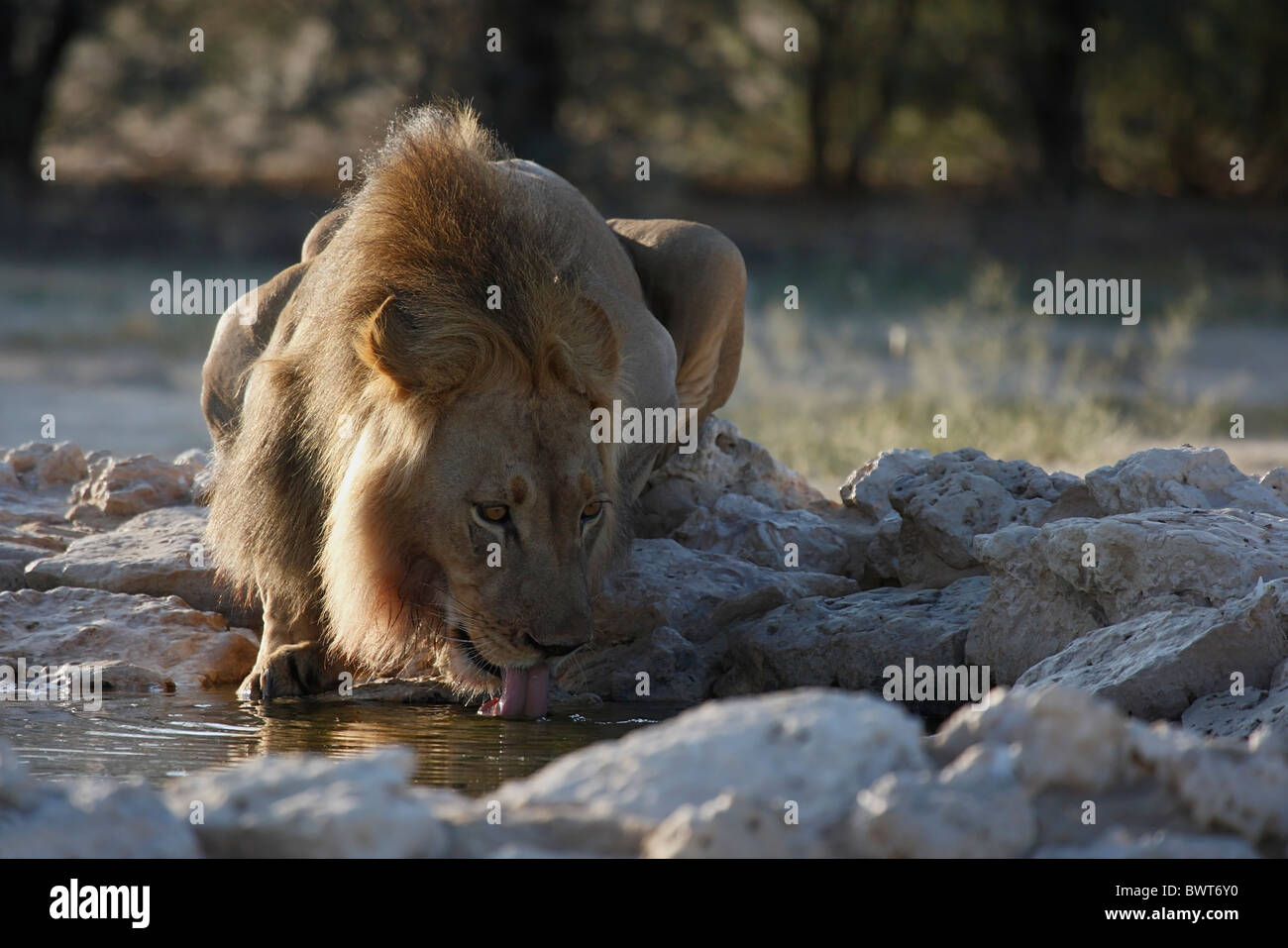 Loewe lion Panthera leo Banque D'Images