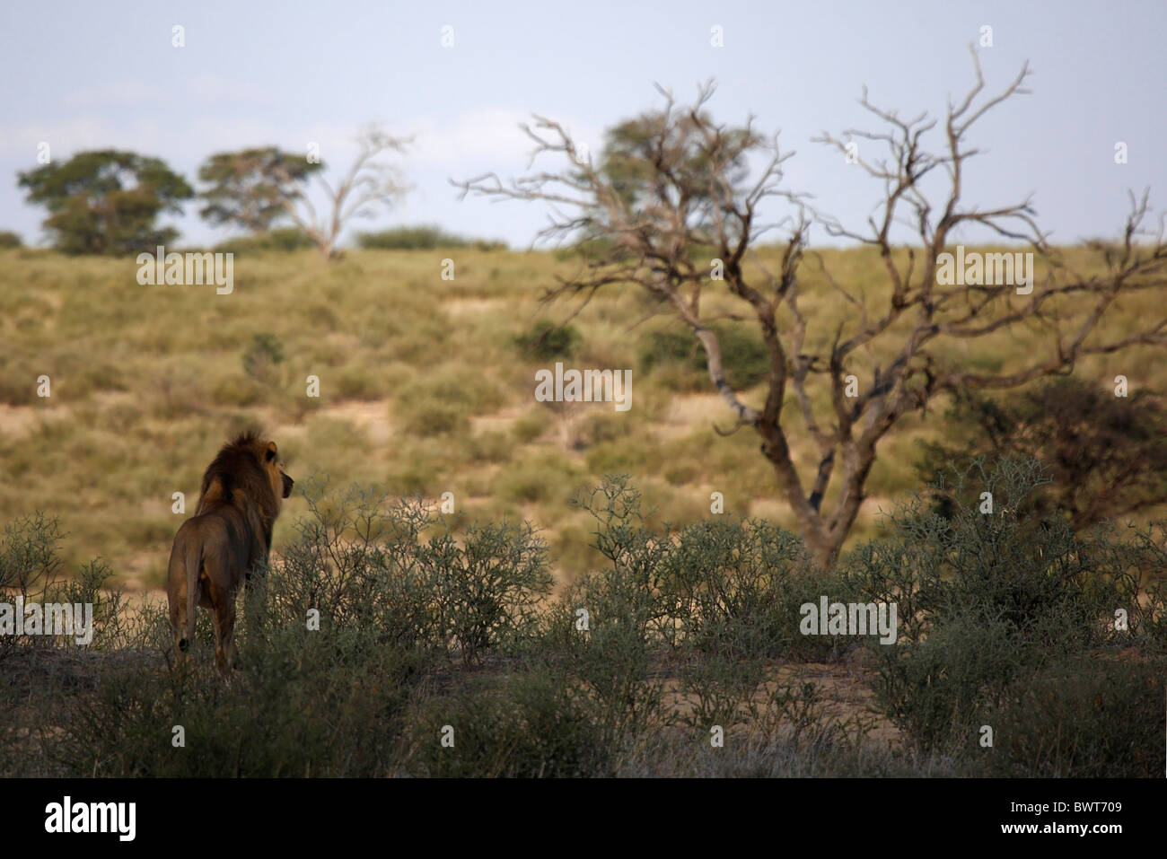 Loewe lion Panthera leo Banque D'Images