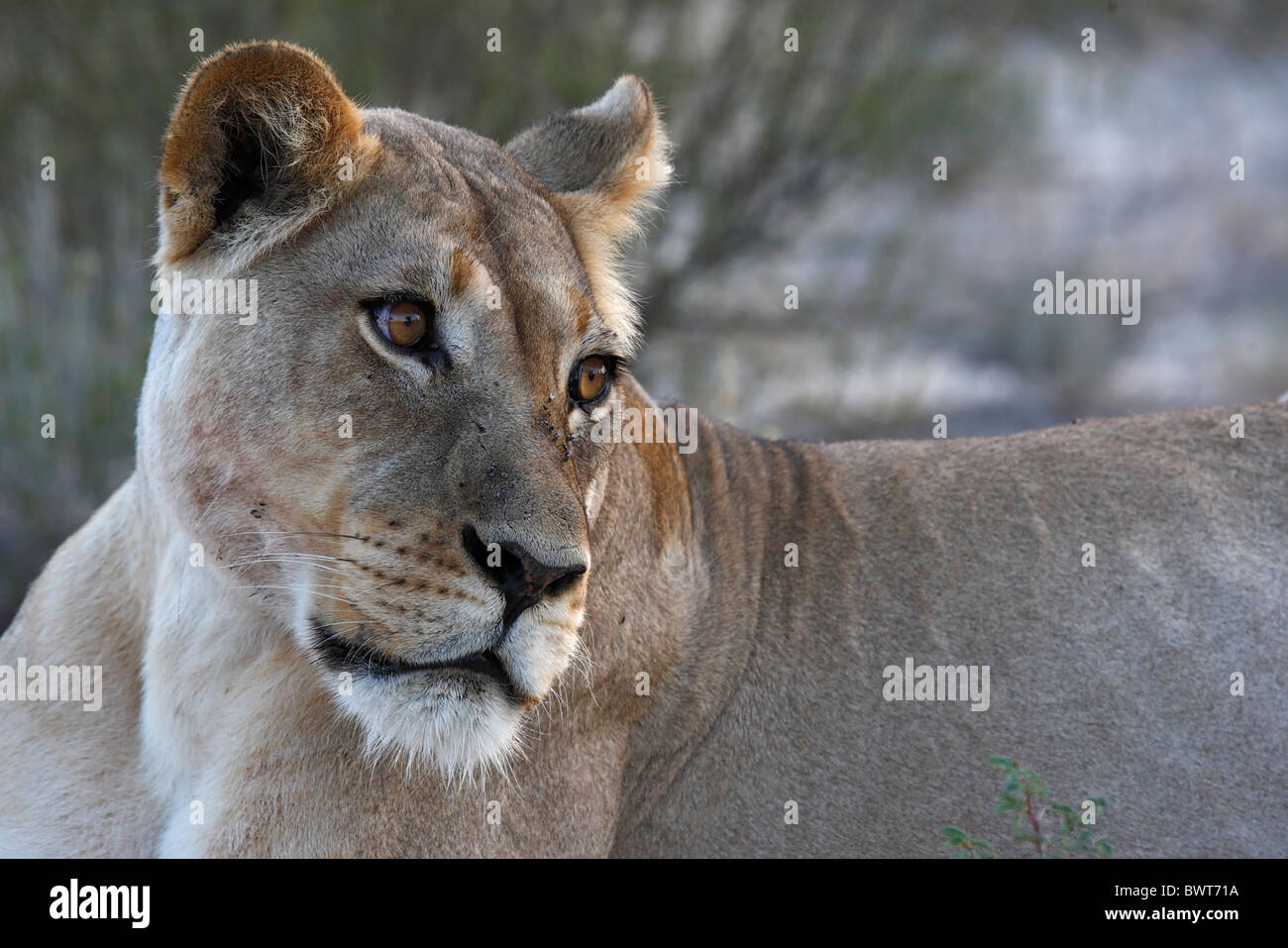 Loewe lion Panthera leo Banque D'Images