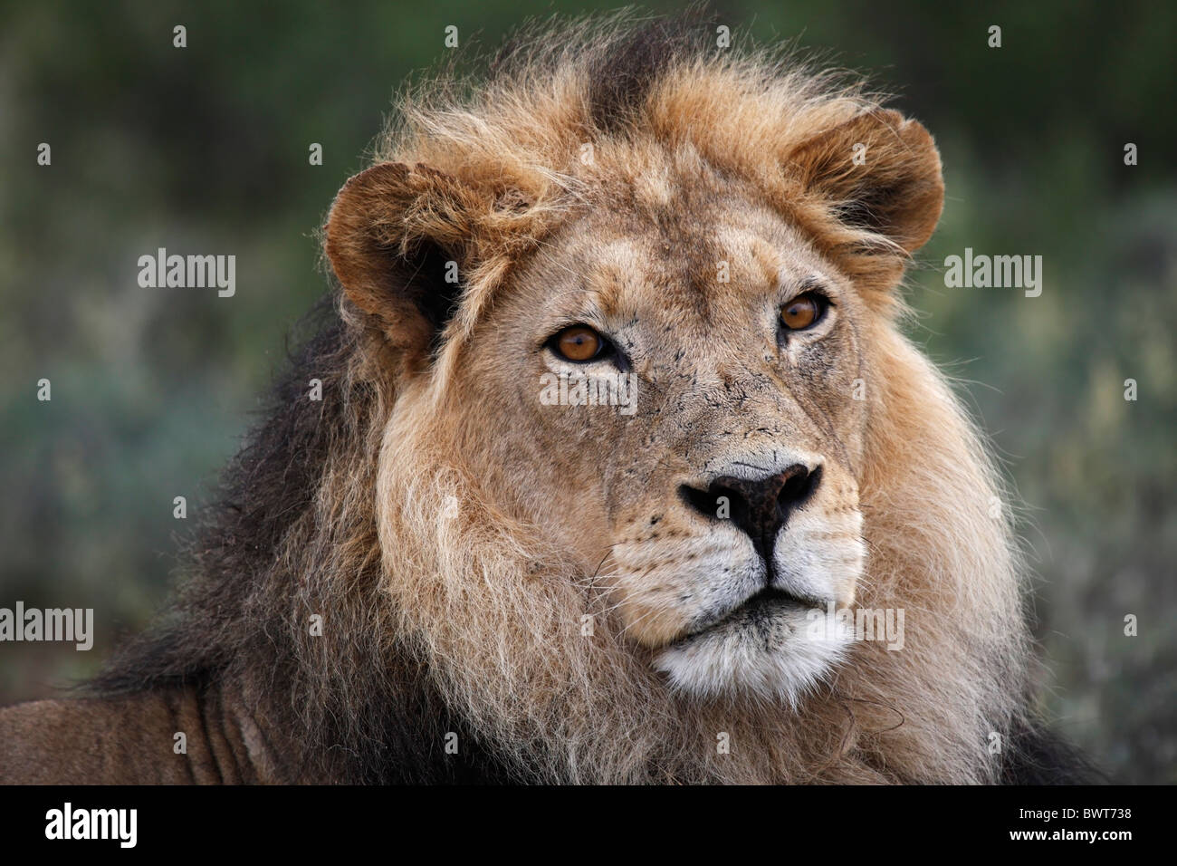 Mâle dominant lion Kalahari, Loewe lion Panthera leo, Afrique du Sud, Botsuana, Kgalagadi Transfrontier Park Banque D'Images
