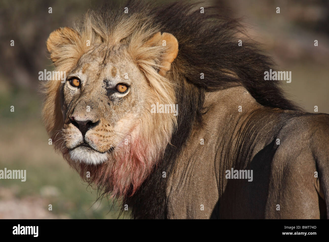 Mâle dominant lion Kalahari, Loewe lion Panthera leo, Afrique du Sud, Botsuana, Kgalagadi Transfrontier Park Banque D'Images