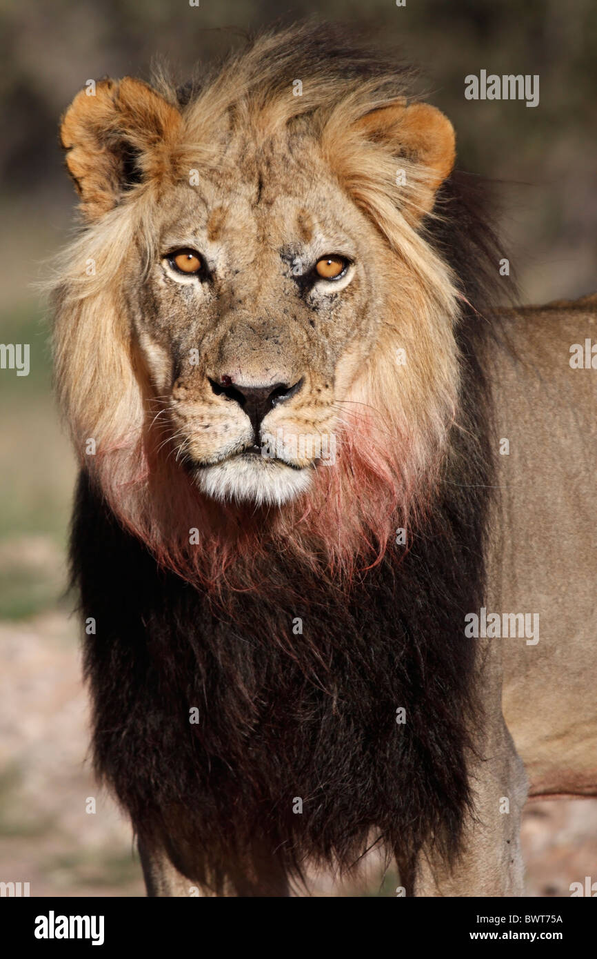 Mâle dominant lion Kalahari, Loewe lion Panthera leo, Afrique du Sud, Botsuana, Kgalagadi Transfrontier Park Banque D'Images
