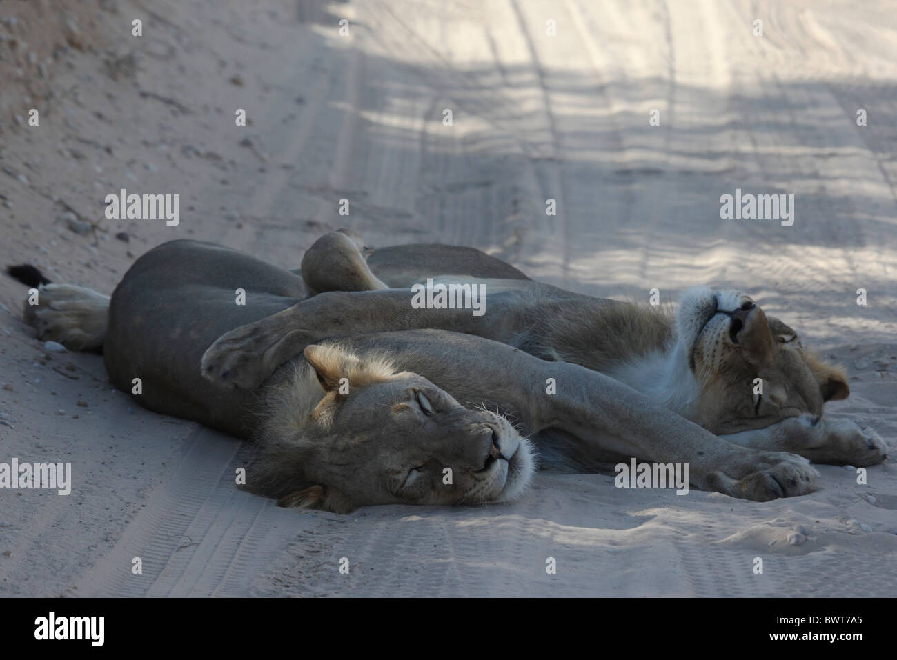 Loewe lion Panthera leo Banque D'Images
