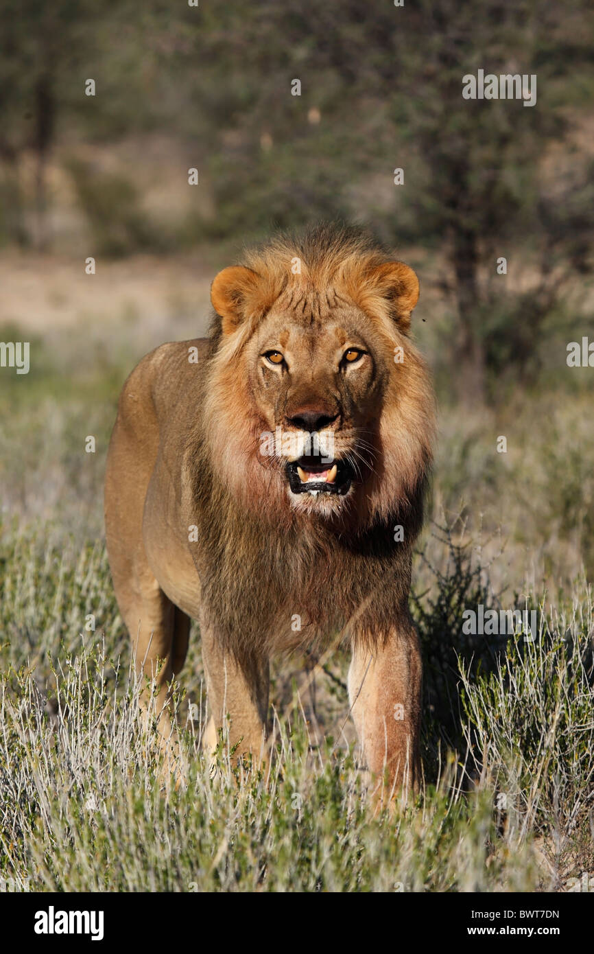 Loewe lion Panthera leo Banque D'Images