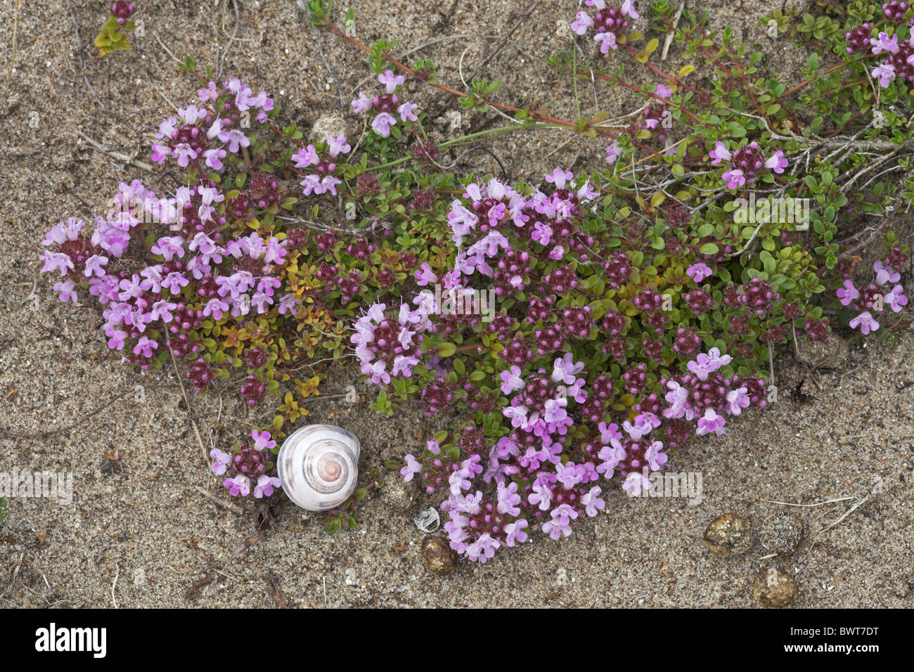 Le rampage le thym (Thymus praecox) floraison, sur dune de sable, avec coquille d'escargot et des crottes de lapin, Goswick, Northumberland, Banque D'Images