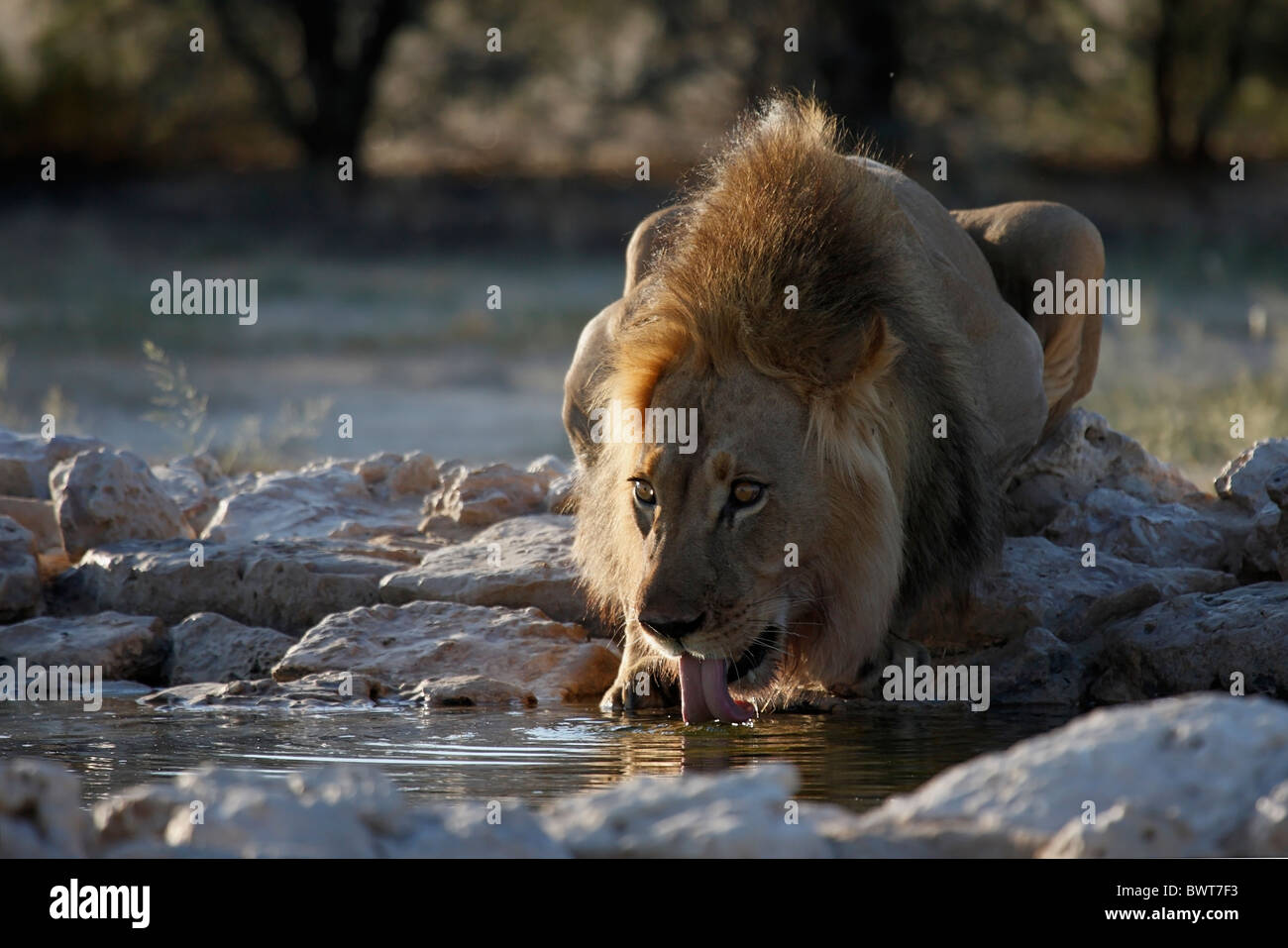 Loewe lion Panthera leo Banque D'Images