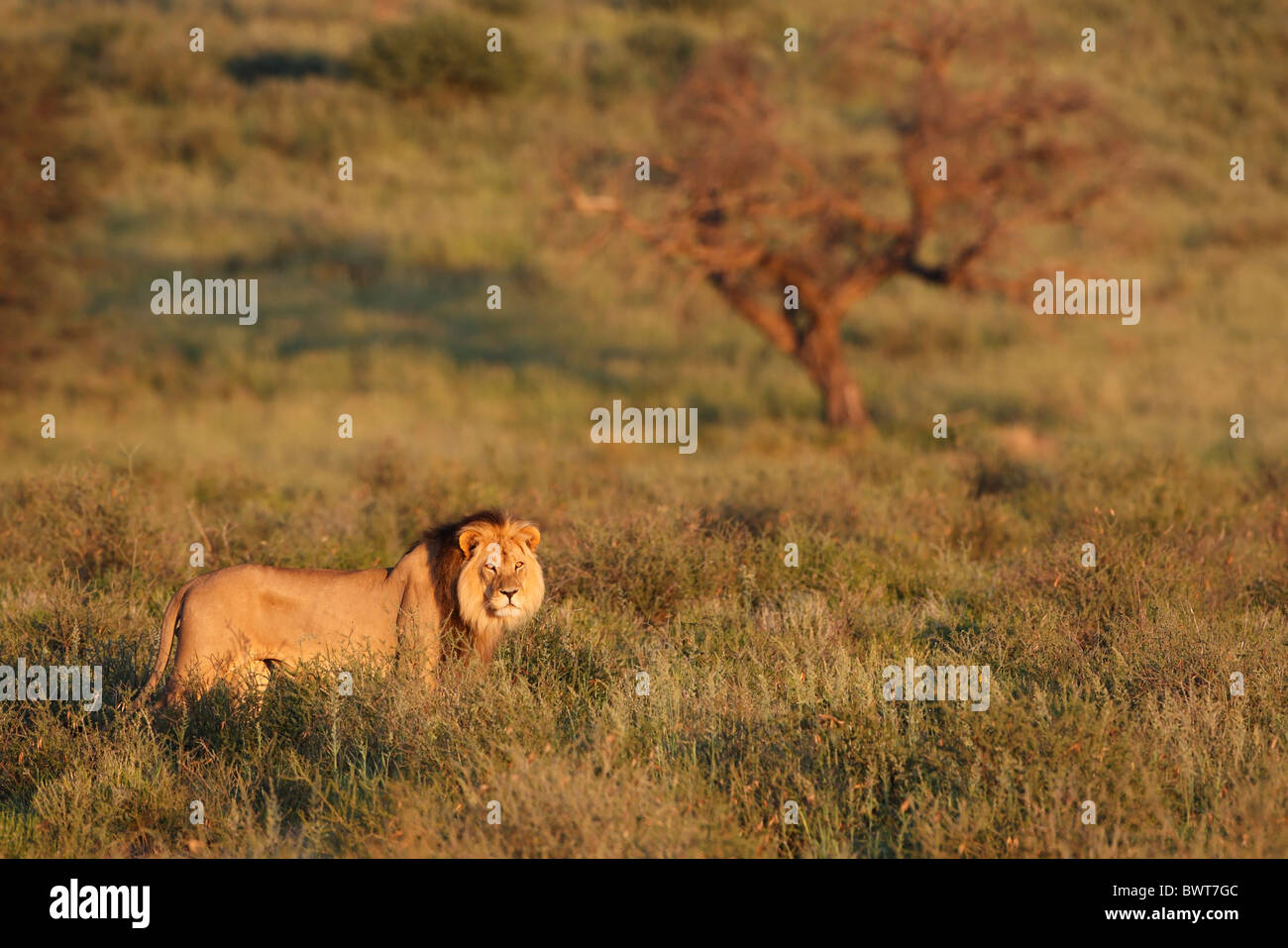 Grand mâle Kalahari lion, Panthera leo, Kalahari Transfrontier Park, Afrique du Sud, Botsuana, saison des pluies, kalahari vert Banque D'Images