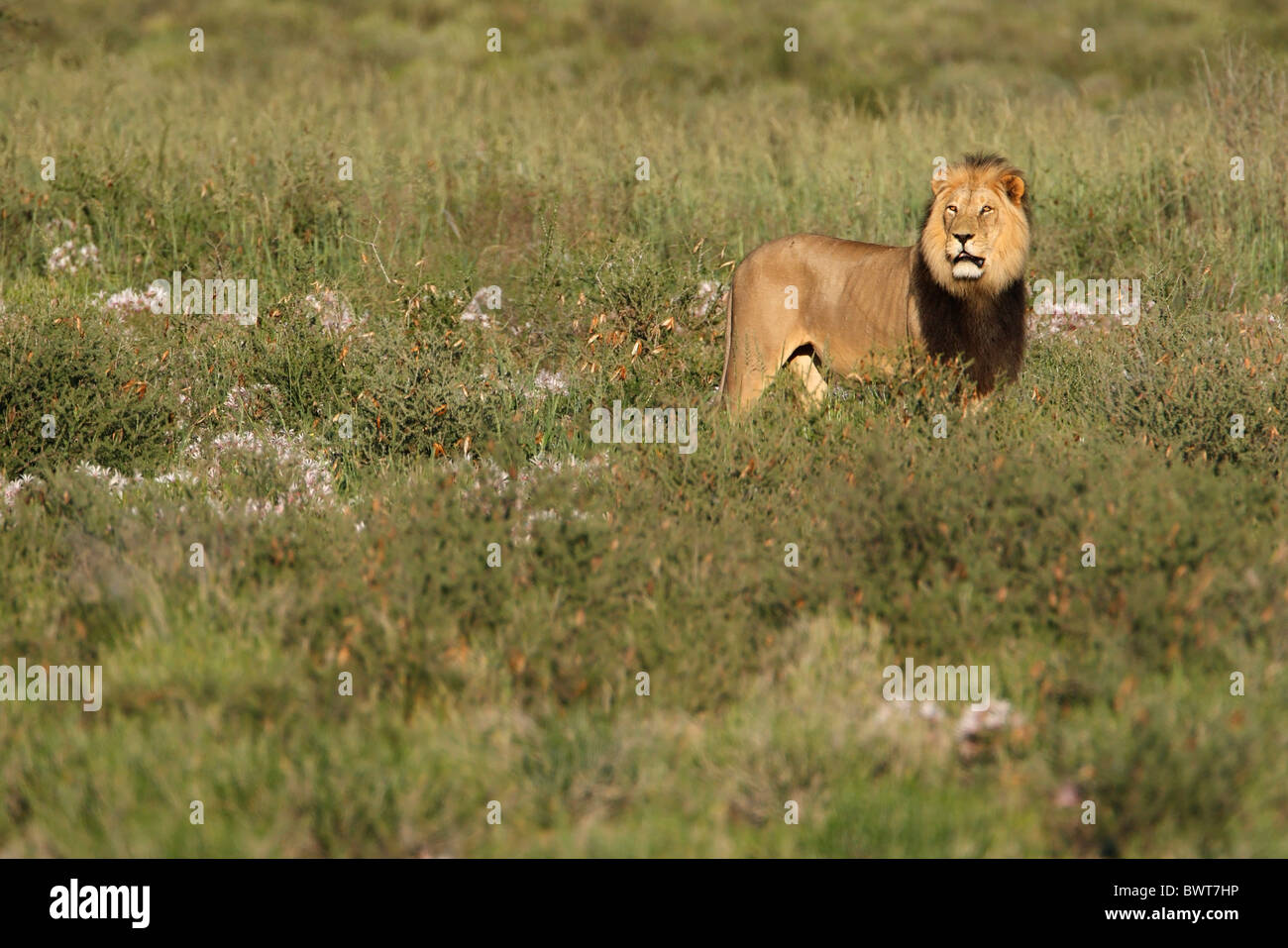 Grand mâle Kalahari lion, Panthera leo, Kalahari Transfrontier Park, Afrique du Sud, Botsuana, saison des pluies, kalahari vert Banque D'Images