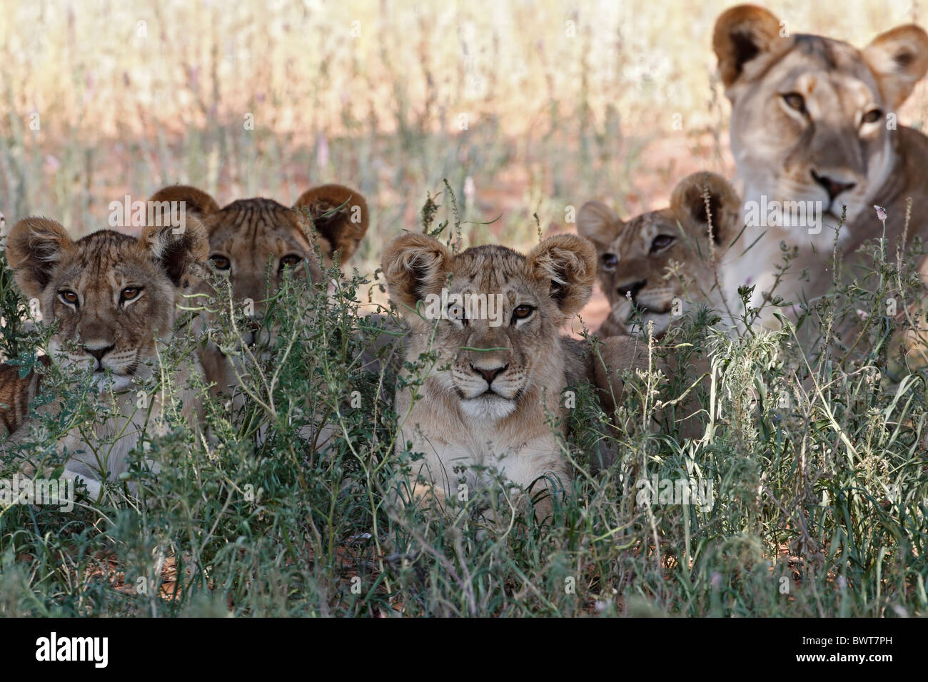 Loewe lion Panthera leo Banque D'Images