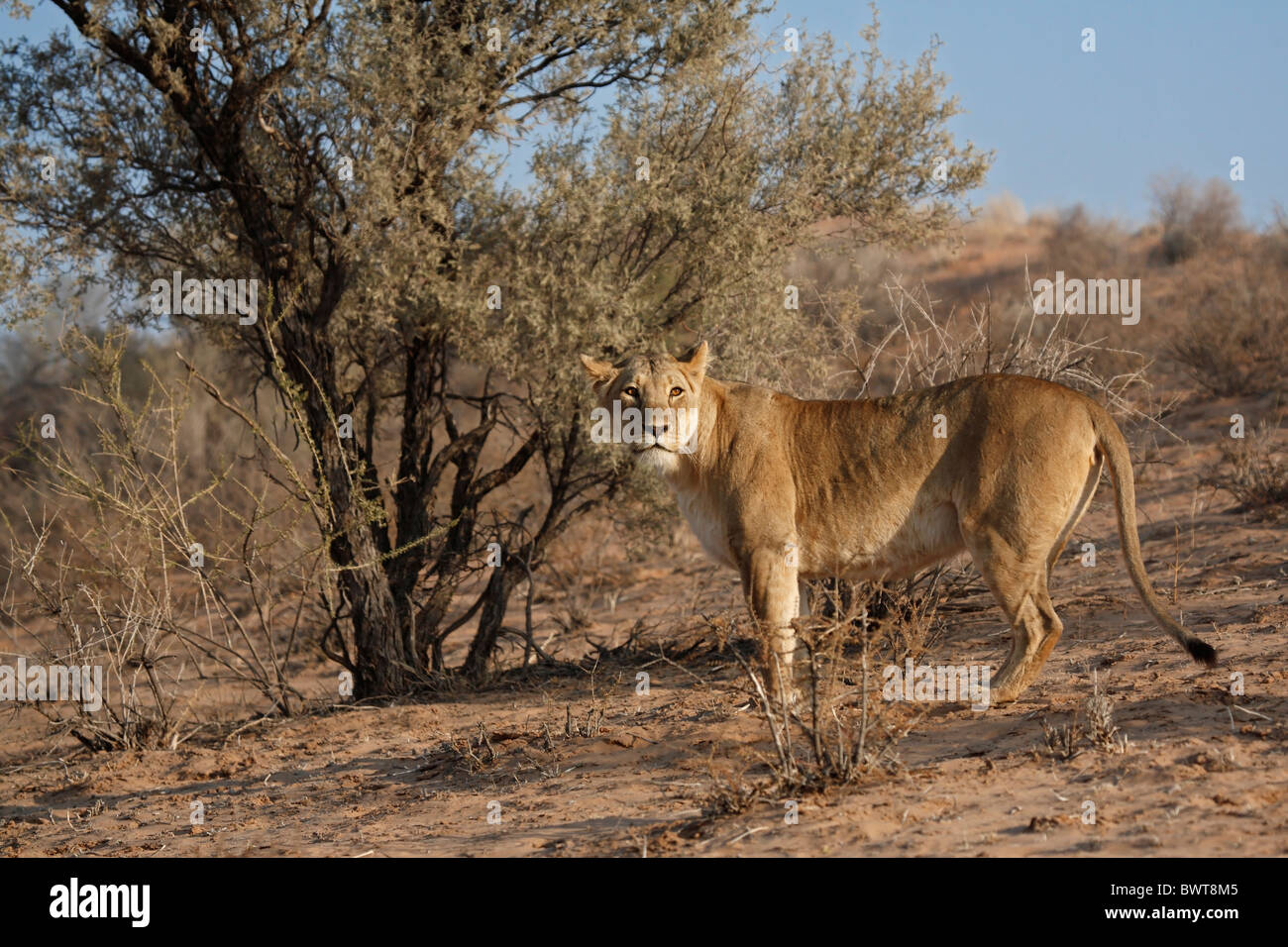 Kalahari lionne sur dune de sable, lion, Panthera leo, Afrique du sud du Kalahari Botsuana Banque D'Images