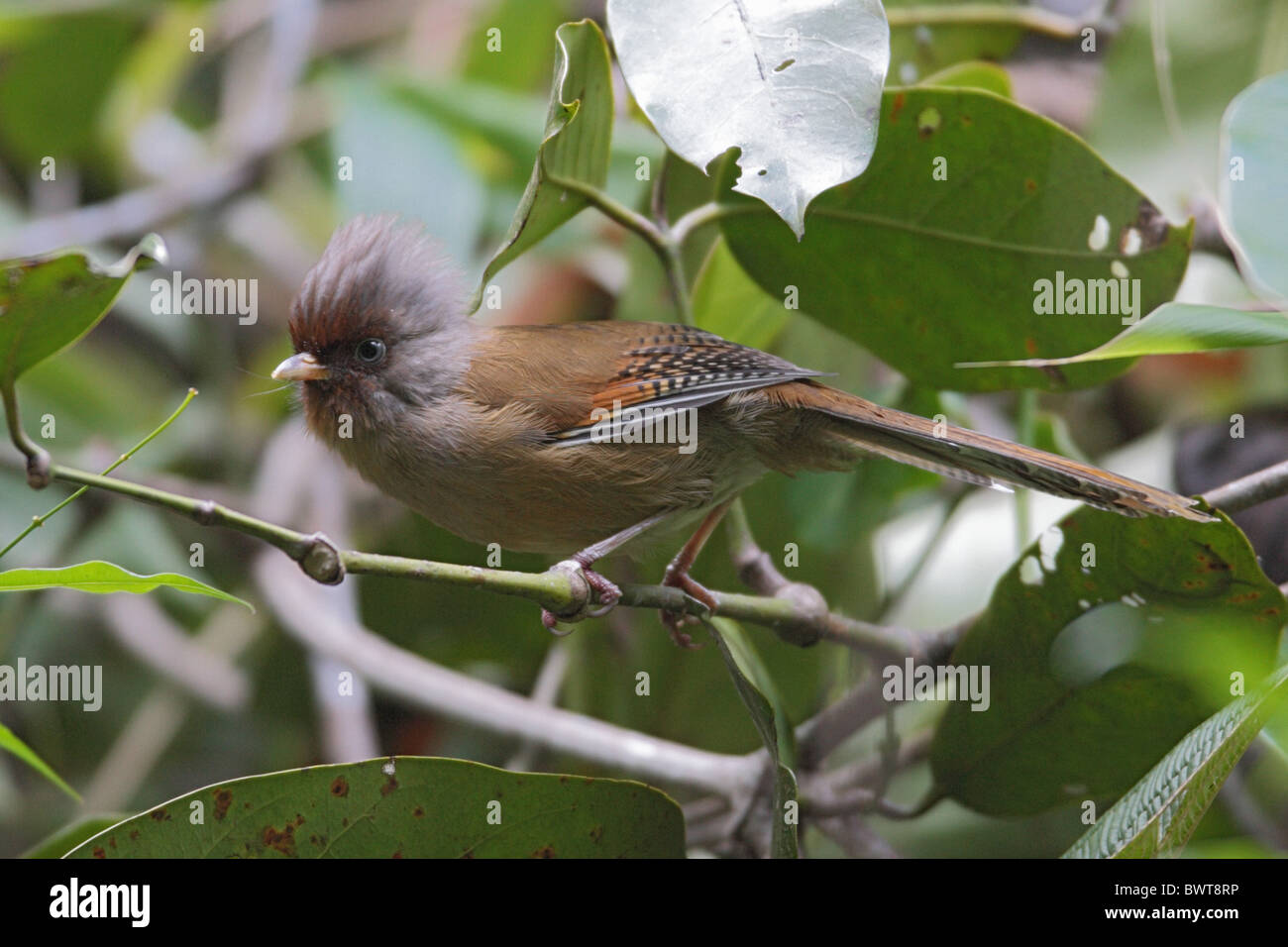 À la façade rouillée Barwing (Actinodura egertoni) adulte, perché sur des rameaux, Eaglenest Wildlife Sanctuary, Arunachal Pradesh, Inde, décembre Banque D'Images