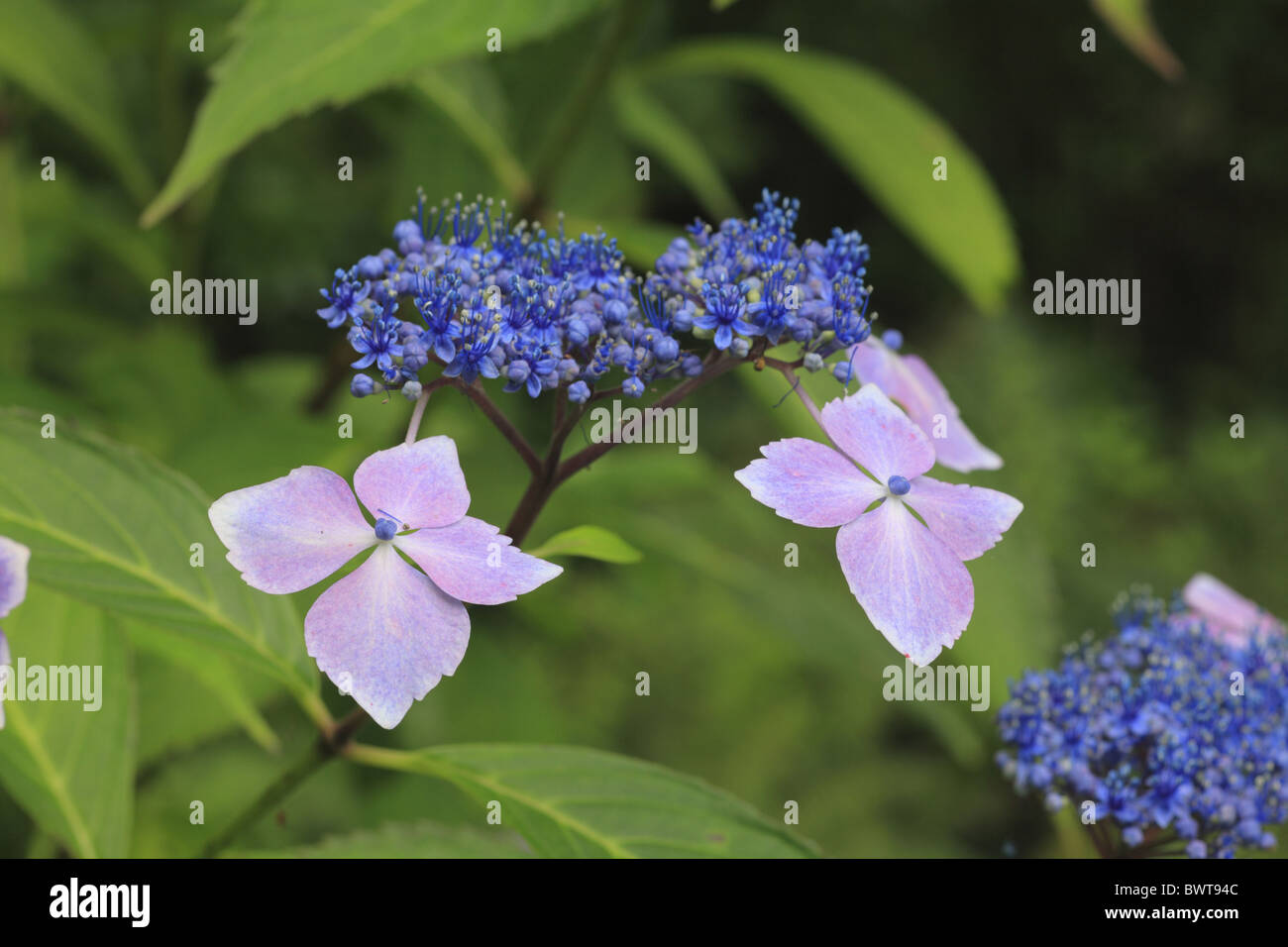 Hydrangea macrophylla lacecap arbuste blue wave européenne europe Grande-bretagne british fleur plante jardin jardinage fleurs bloom Banque D'Images