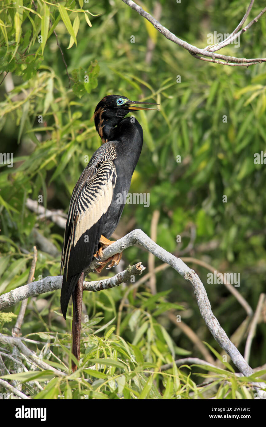 Anhinga (Anhinga anhinga), adultes, en plumage nuptial perché sur branche, Orlando, Floride, États-Unis Banque D'Images