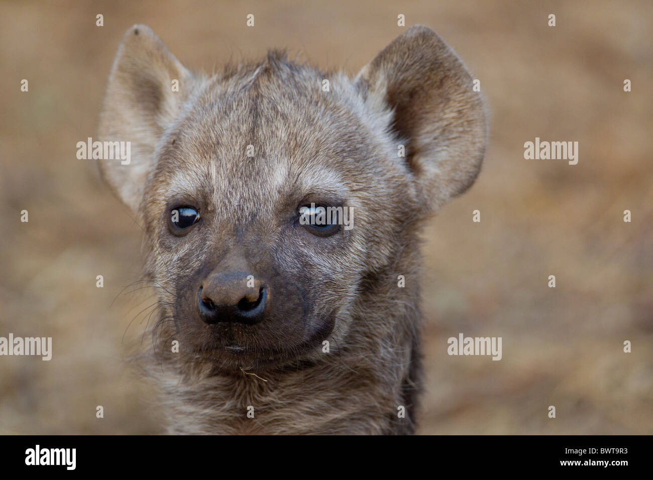Portrait d'une hyène tachetée (Crocuta crocuta) dans le bush. La photo a été prise dans le parc national Kruger, Afrique du Sud. Banque D'Images