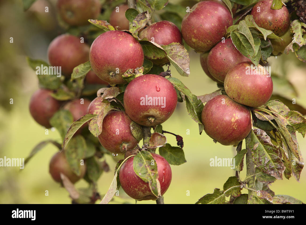 Malus domestica pommier cultivé fruits fruits verger variétés variétés culturales récolte cultiver agriculture ferme cultivée Banque D'Images