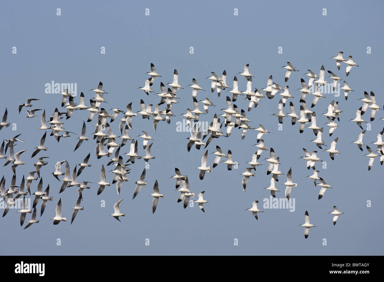 Avocette élégante (Recurvirostra avocetta eurasienne) troupeau, en vol avec des Mouettes rieuses (Larus ridibundus), Norfolk, Angleterre Banque D'Images