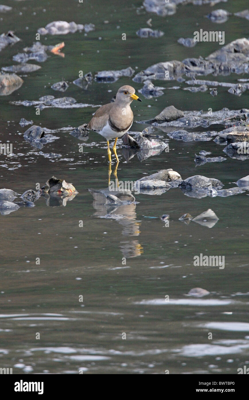 À tête grise sociable (Vanellus cinereus), adultes de patauger dans une rivière polluée, Katmandou, Népal, janvier Banque D'Images