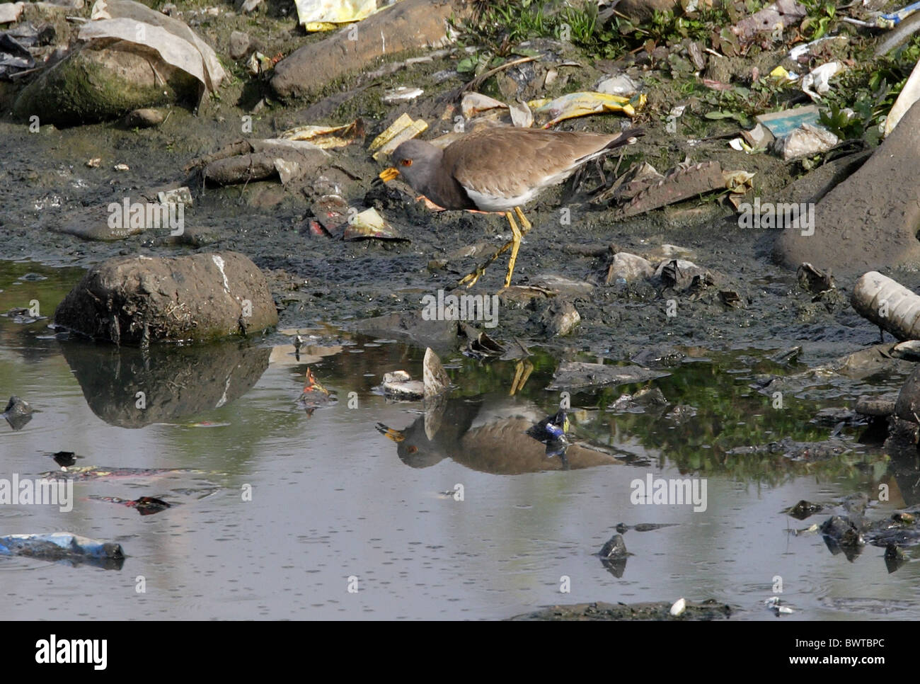 À tête grise sociable (Vanellus cinereus) adulte, marcher le long de la banque rivière polluée, Katmandou, Népal, janvier Banque D'Images