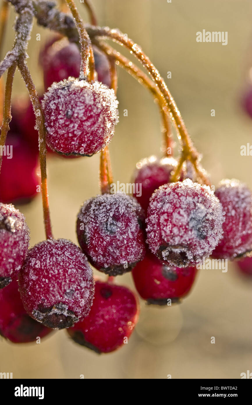 Les baies d'automne automne Berry Grande-bretagne British Bouquet Bouquets Close Up Close Up Close commune Crataegus Dangle froid couvert Banque D'Images