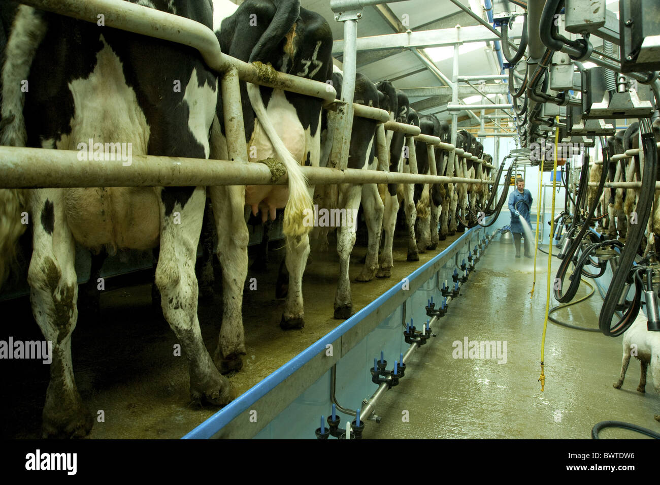 Wayne et Adam Airey laitiers lait traire les vaches holstein friesian holstein vache Holstein frisons bovins vaches bovidés bovidés Banque D'Images