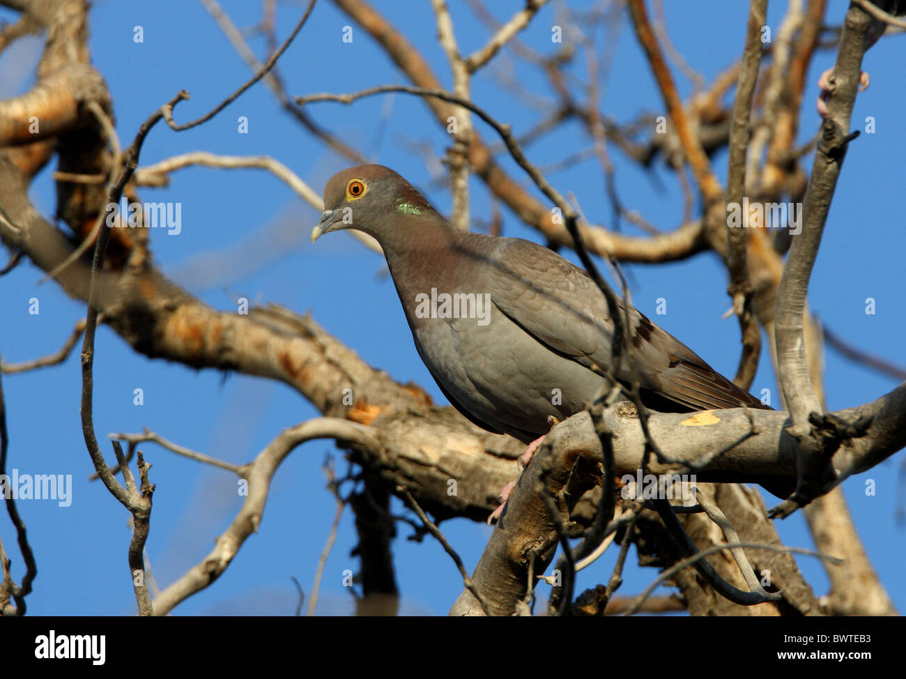 Yellow-eyed (Columba eversmanni) adulte, perché en arbre mort, Province d'Almaty, Kazakhstan, juin Banque D'Images