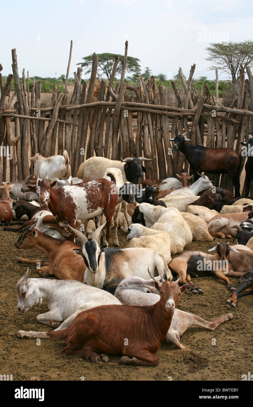 Les chèvres dans un village de la tribu Kraal, Arbore, vallée de l'Omo, Ethiopie Banque D'Images