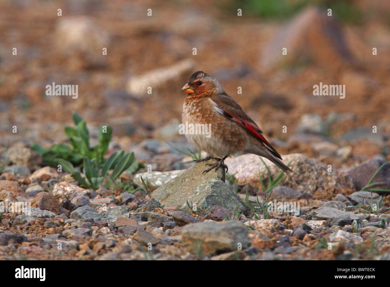 Crimson-winged Finch (Rhodopechys sanguinea aliena) sous-espèce nord-africaine, mâle adulte, Atlas, Maroc, avril Banque D'Images