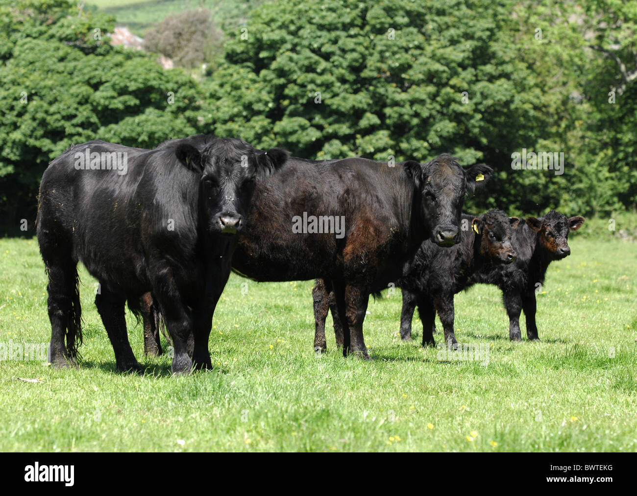 Cornwall noir gallois veaux Bovins Bovins vaches vache vaches sucklers bovidés bovidés domestiques domestiques agricoles exploitations agricoles artiodactyles Banque D'Images