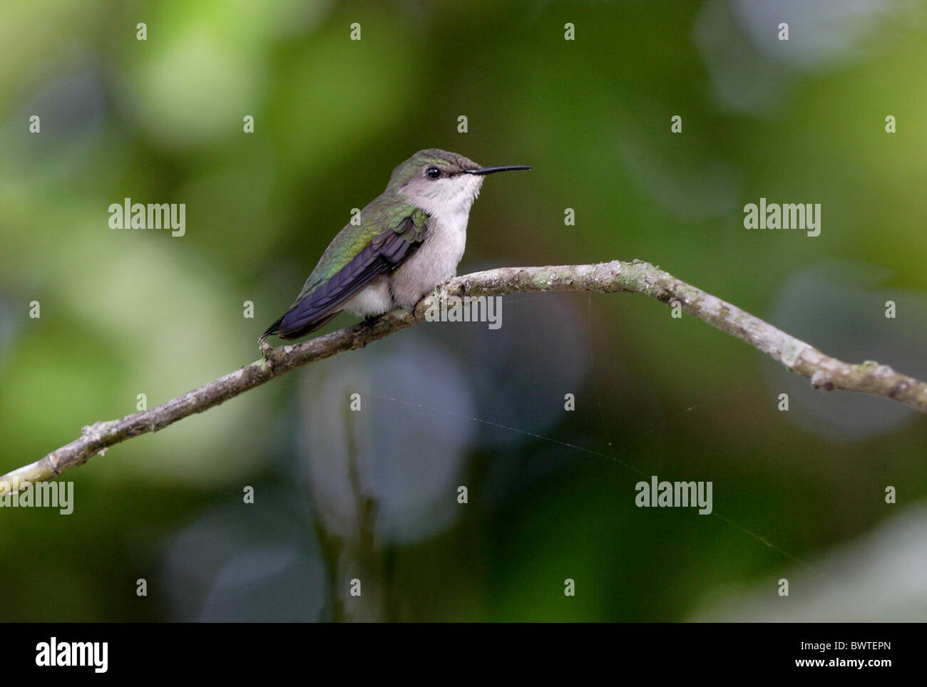 Verveine Hummingbird (Mellisuga minima) adulte, perché sur des rameaux, Linstead, Jamaïque, novembre Banque D'Images