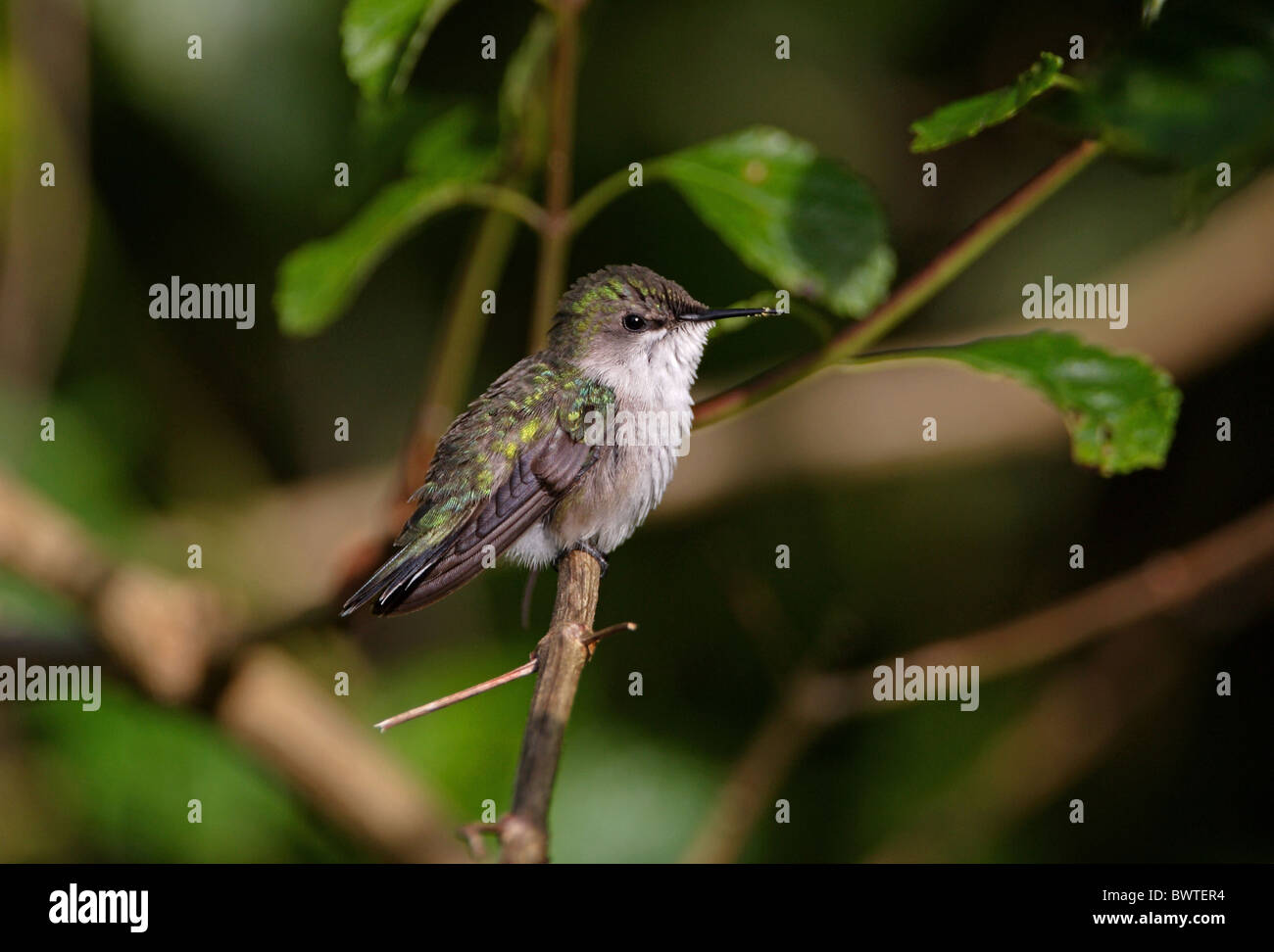 Verveine Hummingbird (Mellisuga minima) adulte, perché sur des rameaux, Marshall's Pen, Jamaïque, novembre Banque D'Images