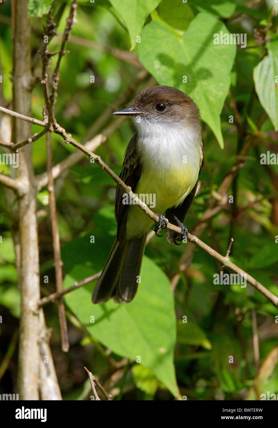 Moucherolle vert (Myiarchus barbirostris triste) adulte, perché sur des rameaux, Marshall's Pen, Jamaïque, décembre Banque D'Images