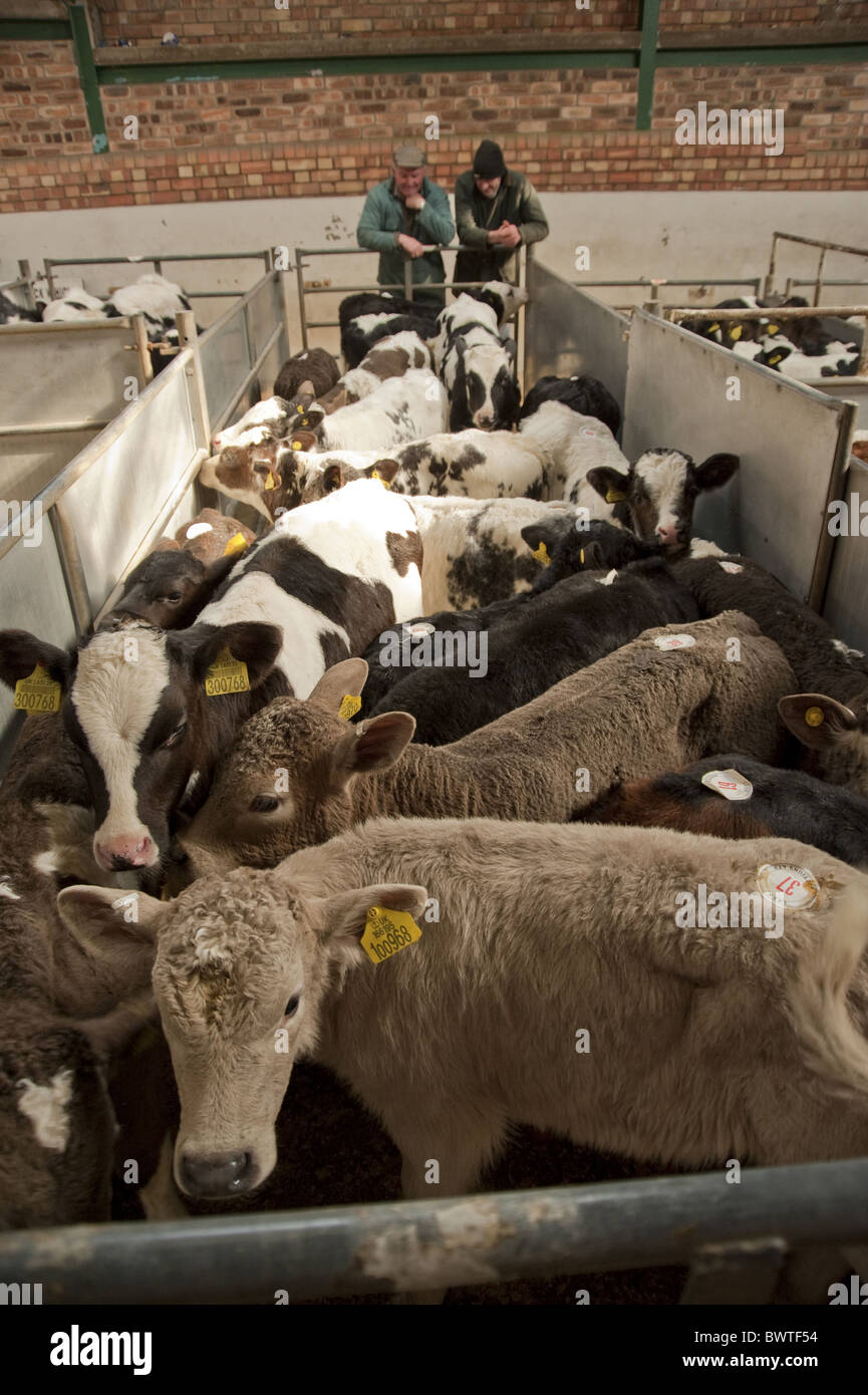 Poireau Auction Mart veaux veaux de race croisée marché de l'élevage du bétail bovin vaches vache stylo des bovidés domestiques domestiques fermes agricoles Banque D'Images