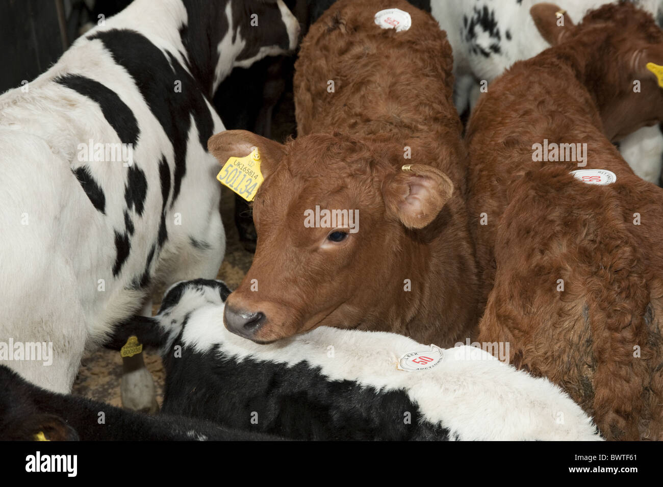 Poireau Auction Mart veaux veaux de race croisée marché de l'élevage du bétail bovin vaches vache stylo des bovidés domestiques domestiques fermes agricoles Banque D'Images