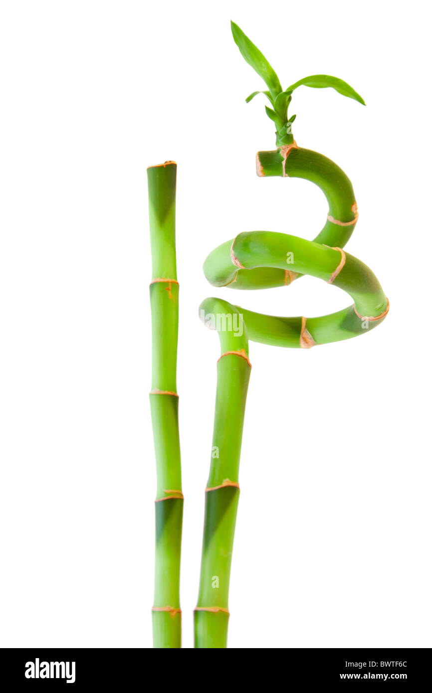 Bamboo isolé sur fond blanc. Banque D'Images