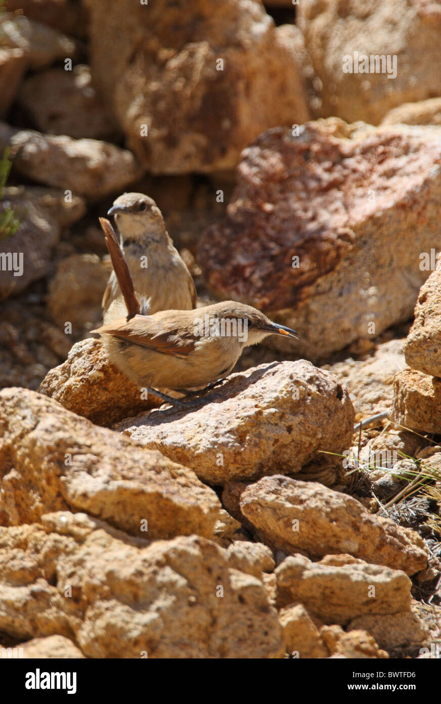 Andaecola Rock (Ochetorhynchus Earthcreeper) paire adultes, l'alimentation entre les rochers, Jujuy, Argentine, janvier Banque D'Images