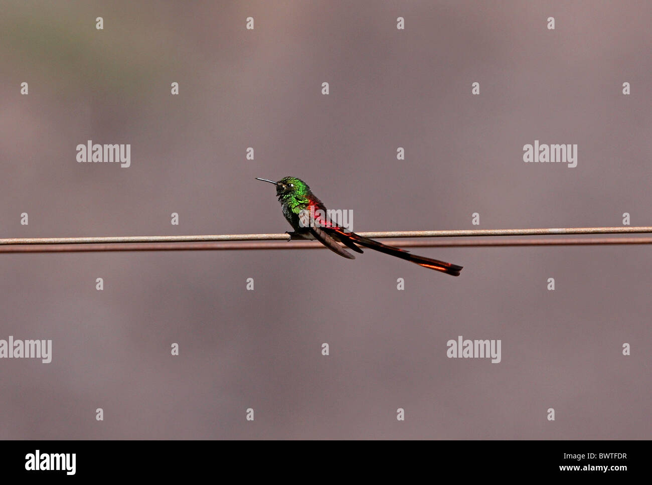 Red-tailed Comet (Sappho sparganura) mâle adulte, perché sur Powerline, Salta, Argentine, janvier Banque D'Images