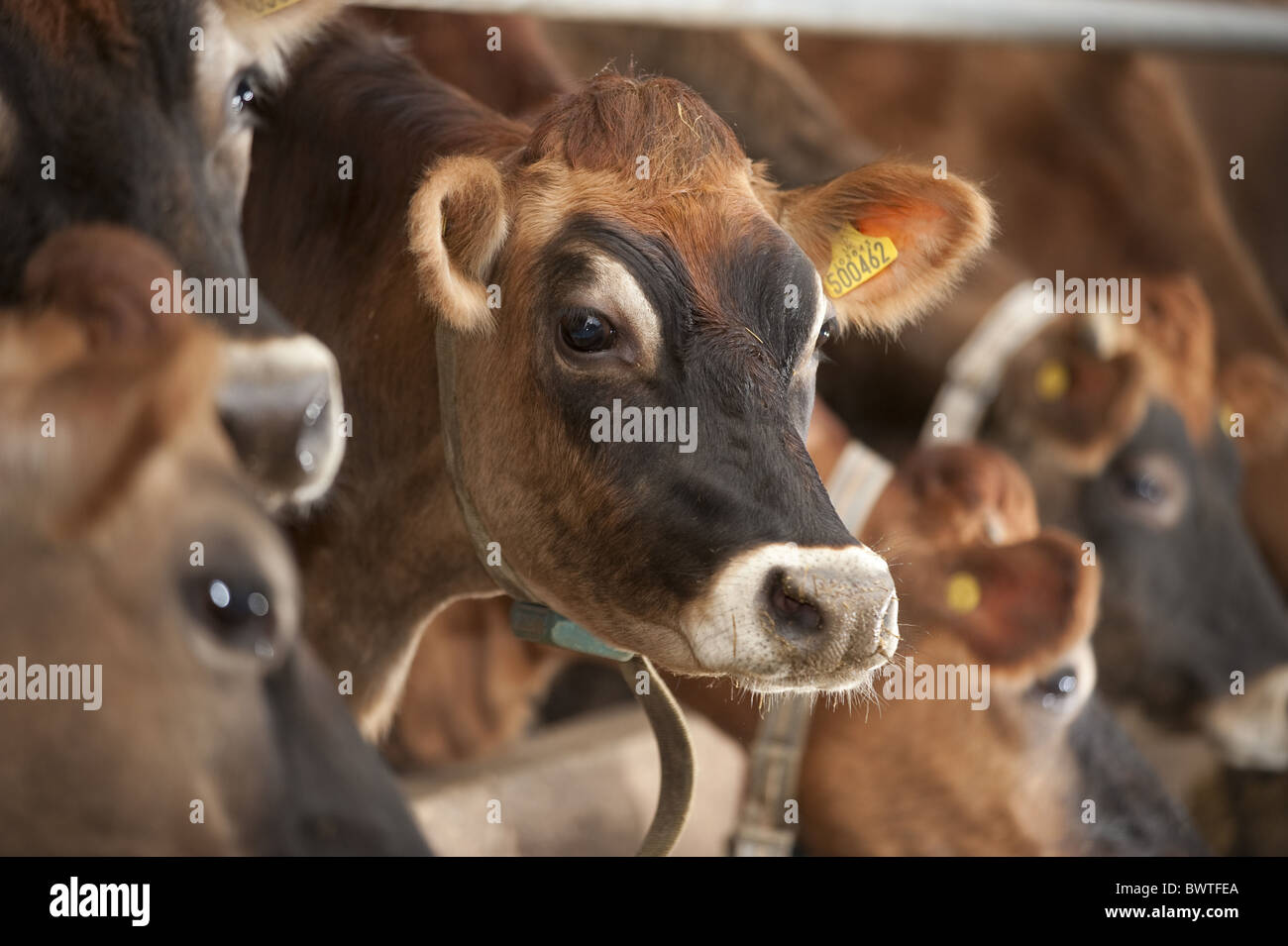 Les bovins domestiques, les vaches de Jersey, hiver situé à nourrir le troupeau laitier, barrière, se nourrissant de ration totale mélangée (RTM), Cumbria, Angleterre, Banque D'Images