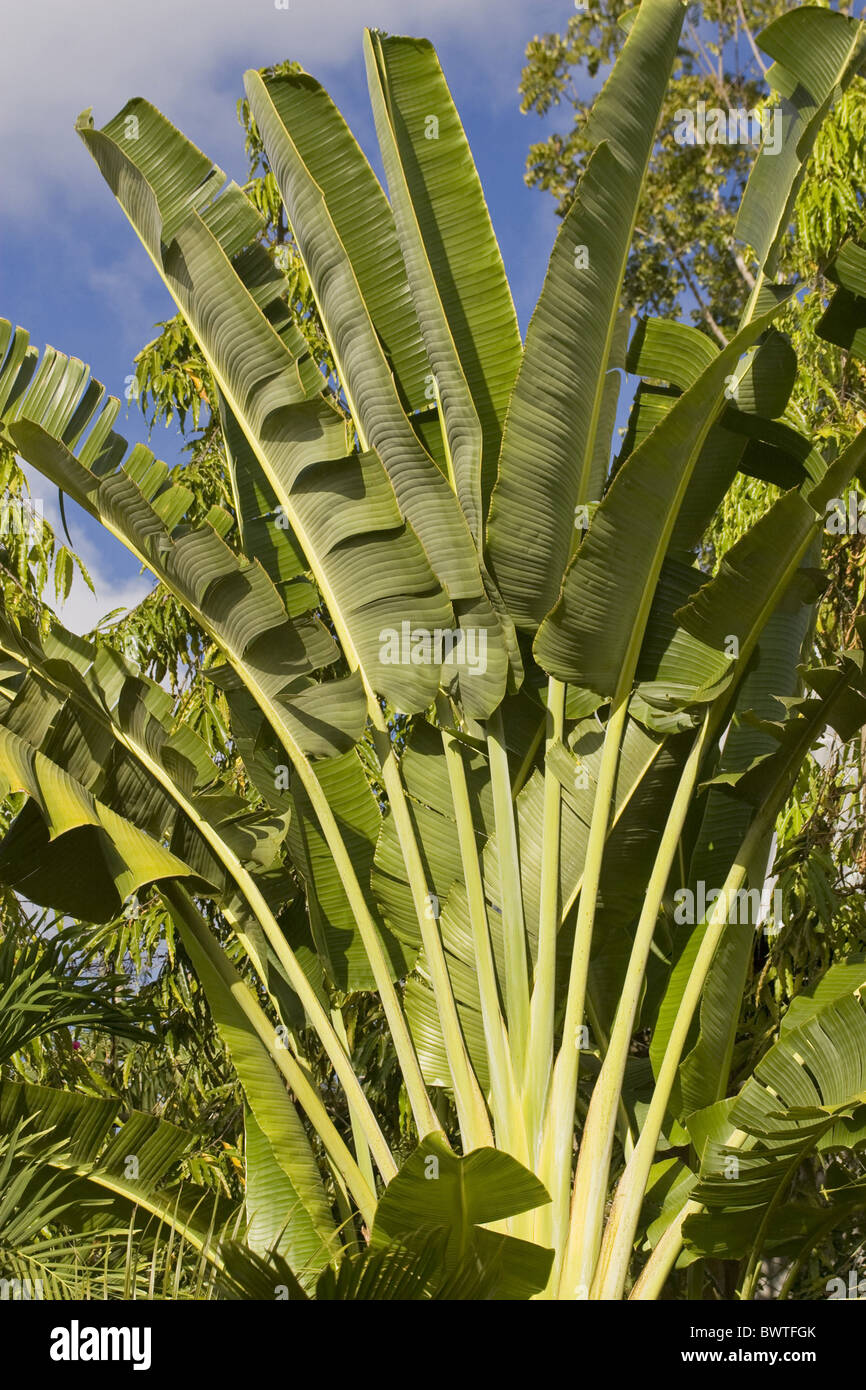 Feuille Ravinal Ravenela madagascariensis Banque de photographies et d’images à haute ...