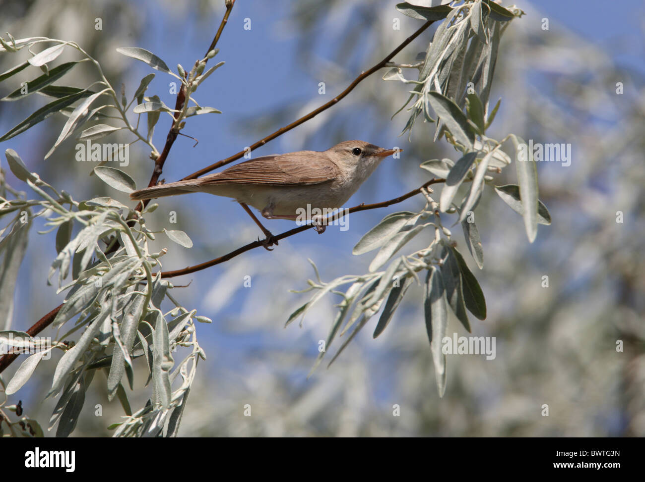 Sykes's Warbler (Hippolais rama) adulte, perché dans l'arbre, Almaty, Kazakhstan, Province de juin Banque D'Images
