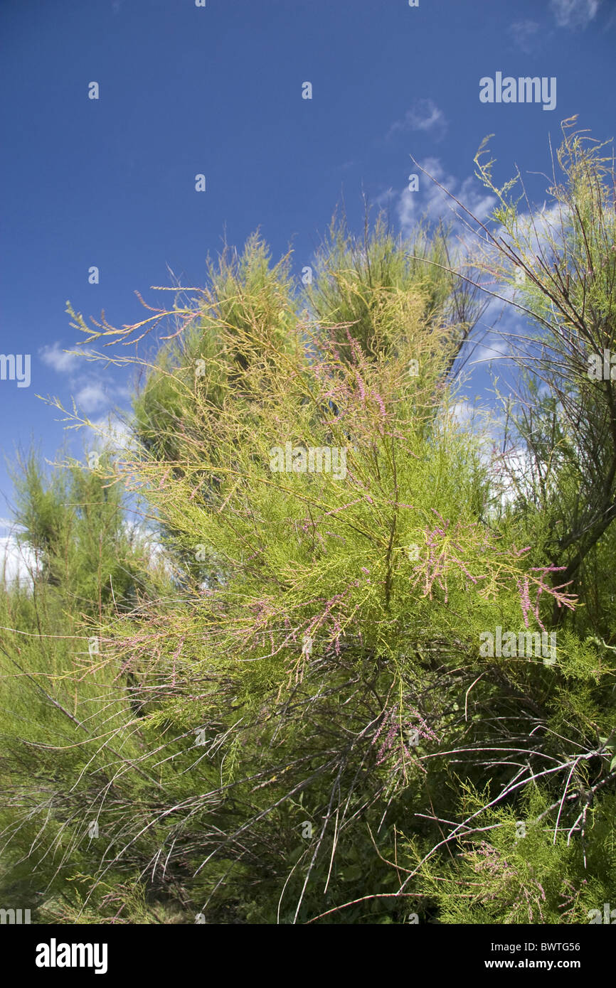 Cinq-étamine de tamaris (tamarix ramosissima) floraison, cultivés dans une situation côtière comme écran et brise-vent, Abbotsbury, Dorset, Banque D'Images