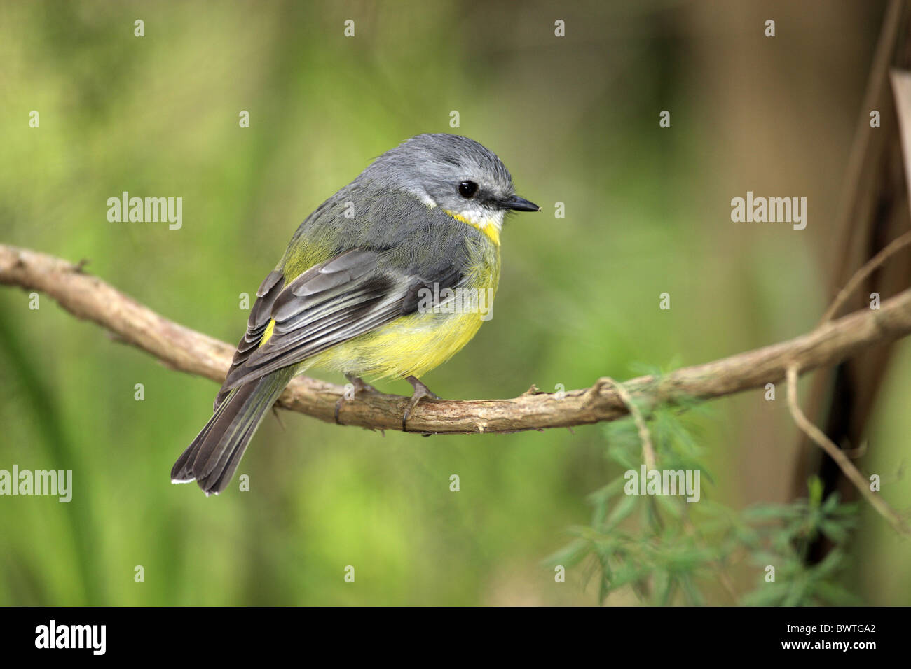 Robin baum Banque de photographies et d’images à haute résolution - Alamy