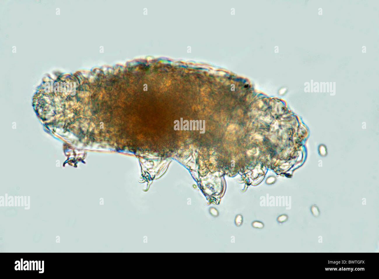 Ours d'eau Phylum Tardigrade Banque D'Images
