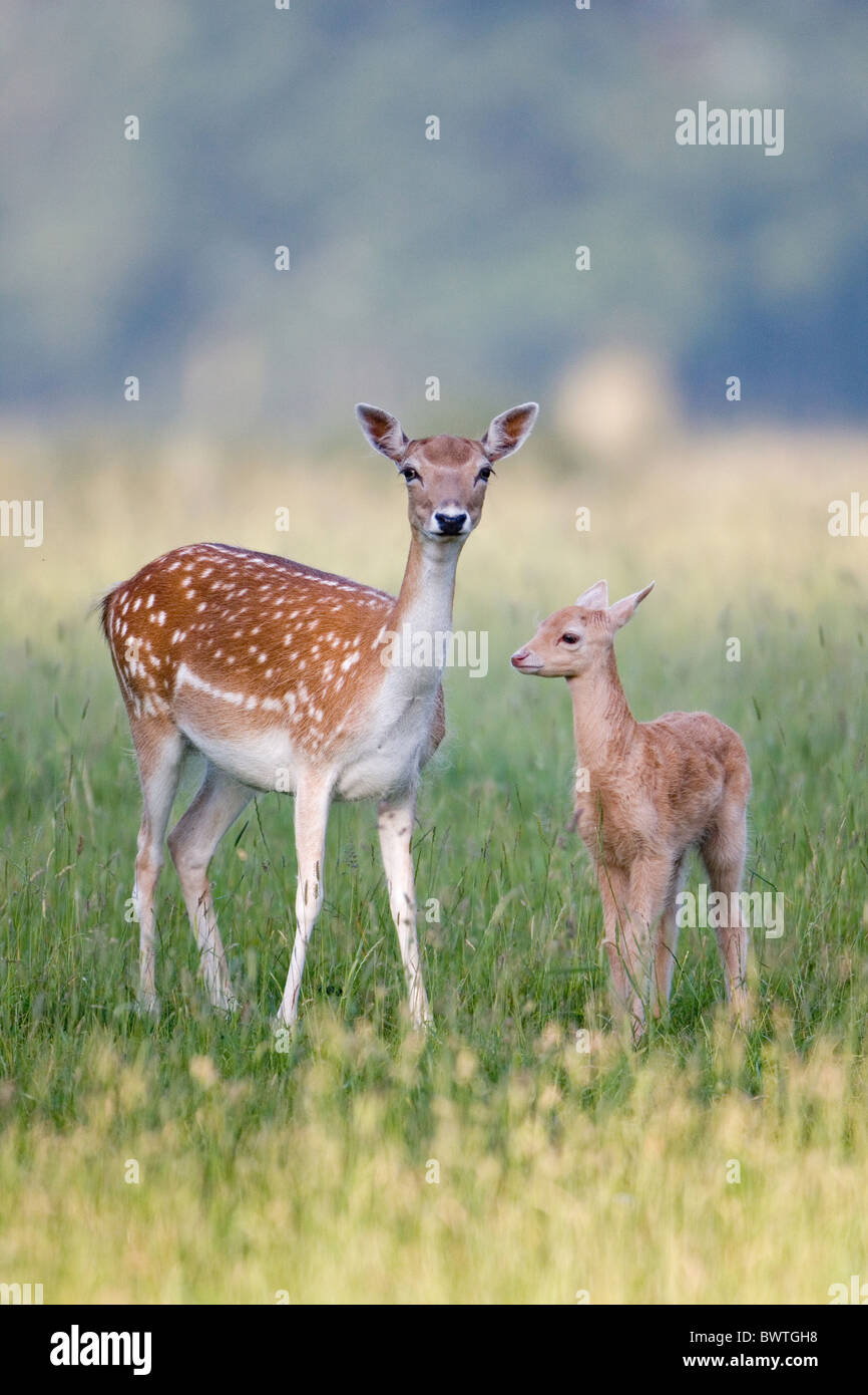 Animaux Mammiferes Cerf Daim Dama Dama Dama Faons Femelles Ne Jeune Bebe Bebes Maman Et Bebe Maman Et Bebe Bretagne Photo Stock Alamy